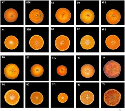 Frontiers Quality Evaluation Of Citrus Varieties Based On